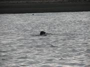 Img 0520