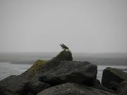 Img 9590