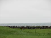 Img 9599