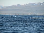 Img 9985