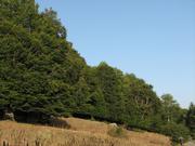 Img 4887