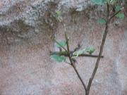 Img 4971
