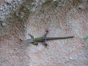 Img 4973