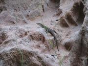 Img 4974
