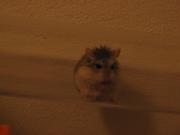 Img 3929