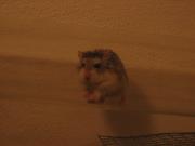 Img 3930