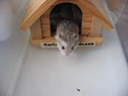 Img 3966
