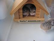 Img 3968