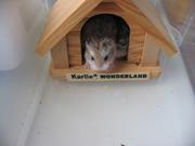 Img 3971