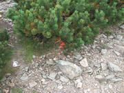 Img 4629