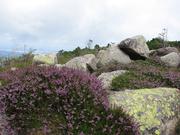 Img 4746