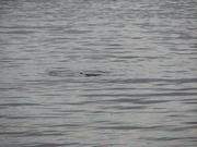 Img 0030