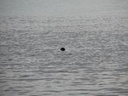 Img 0033