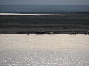 Img 0039