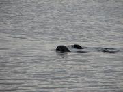 Img 0061
