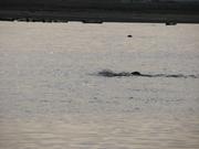 Img 0063