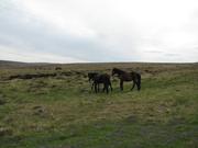 Img 0103