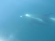 Img 0358