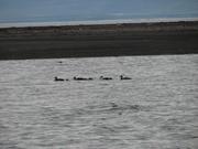 Img 0524