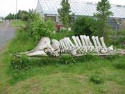 Img 0811