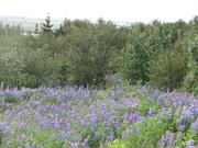 Img 0895