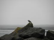 Img 9591