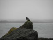 Img 9592