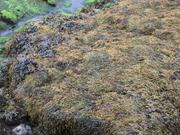 Img 9595