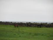 Img 9603